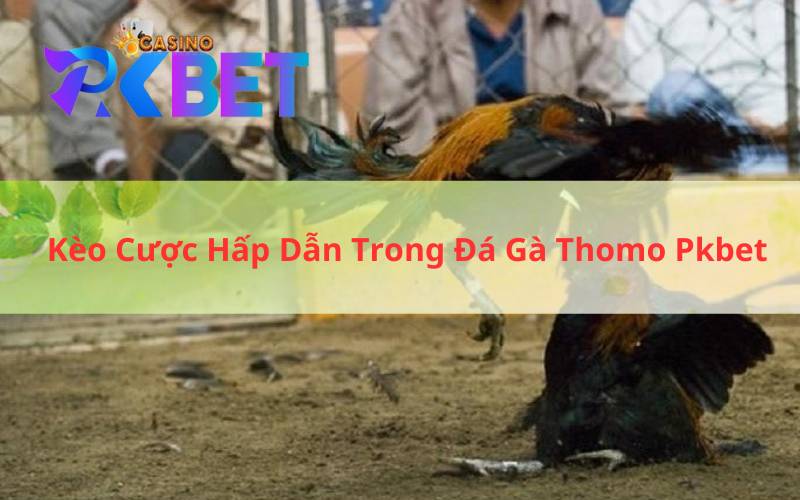 Kèo Cược Hấp Dẫn Trong Đá Gà Thomo Pkbet