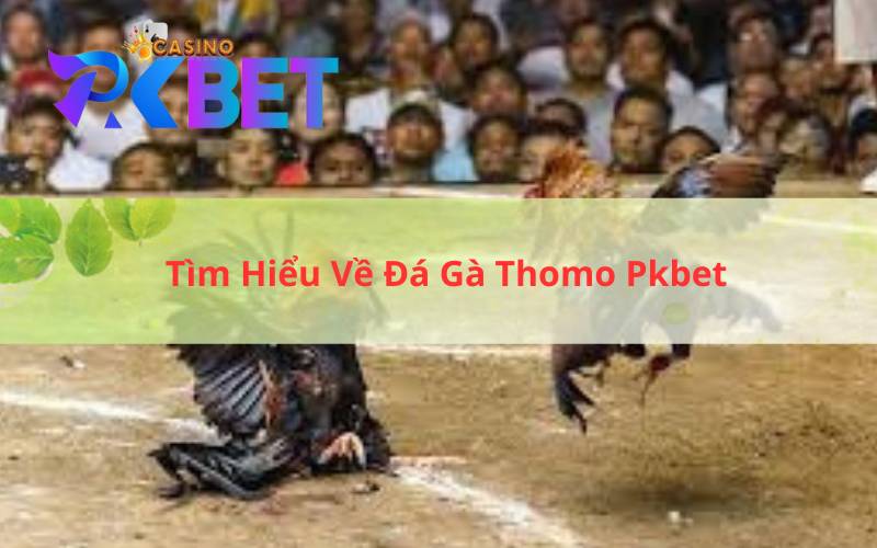 Tìm Hiểu Về Đá Gà Thomo Pkbet